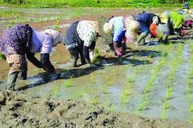 طرح اصلاح ناهنجاری های قامتی زنان در روستای مازندران اجرا می شود