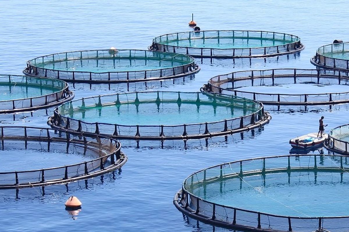 اجرای پروژه ۳ هزار و ۵۰۰ تن پرورش ماهی در قفس در دریا
