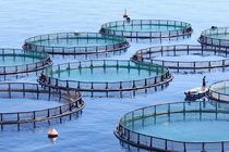 اجرای پروژه ۳ هزار و ۵۰۰ تن پرورش ماهی در قفس در دریا