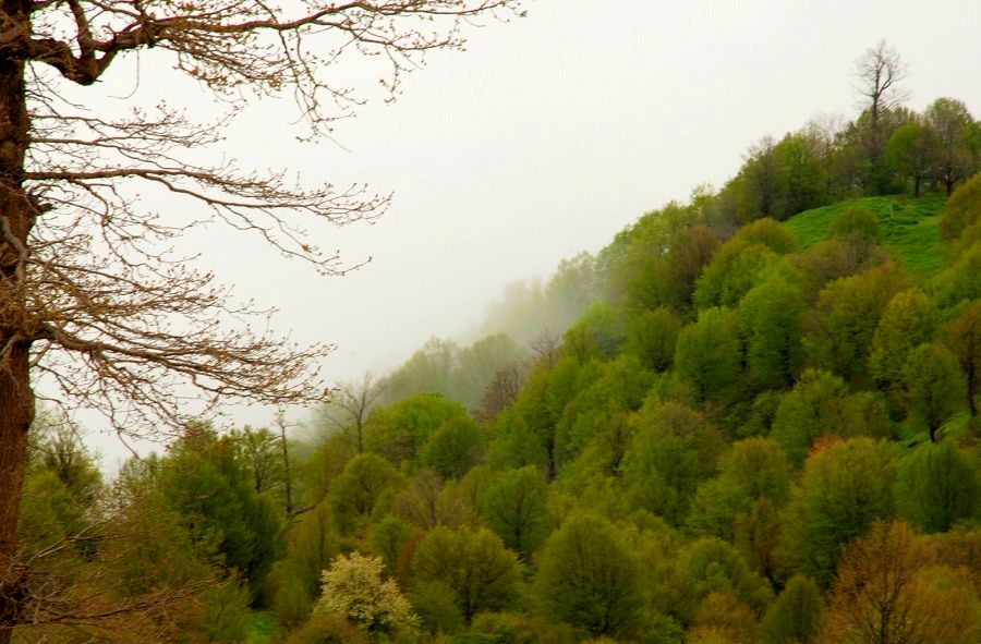 اجرای طرح تنفس جنگل در ۷ طرح جنگلداری غرب مازندران 