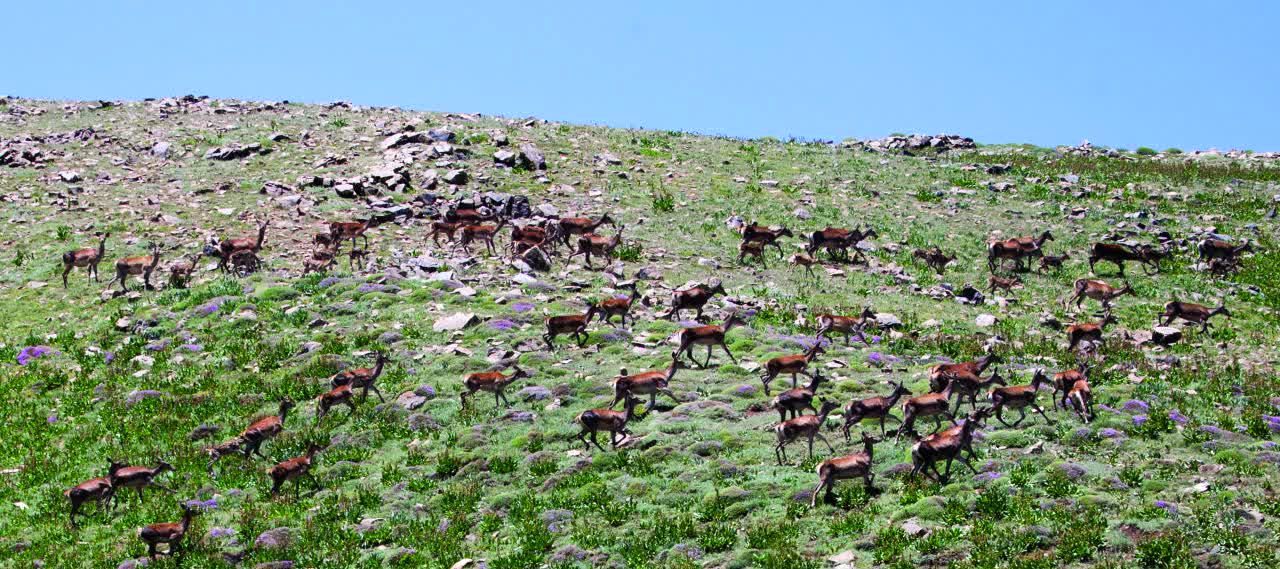 شروع فصل گاوبانکی و مستی مرال ها در مازندران