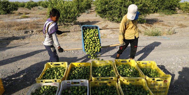خرید توافقی بیش از 1000 تن لیمو در هرمزگان