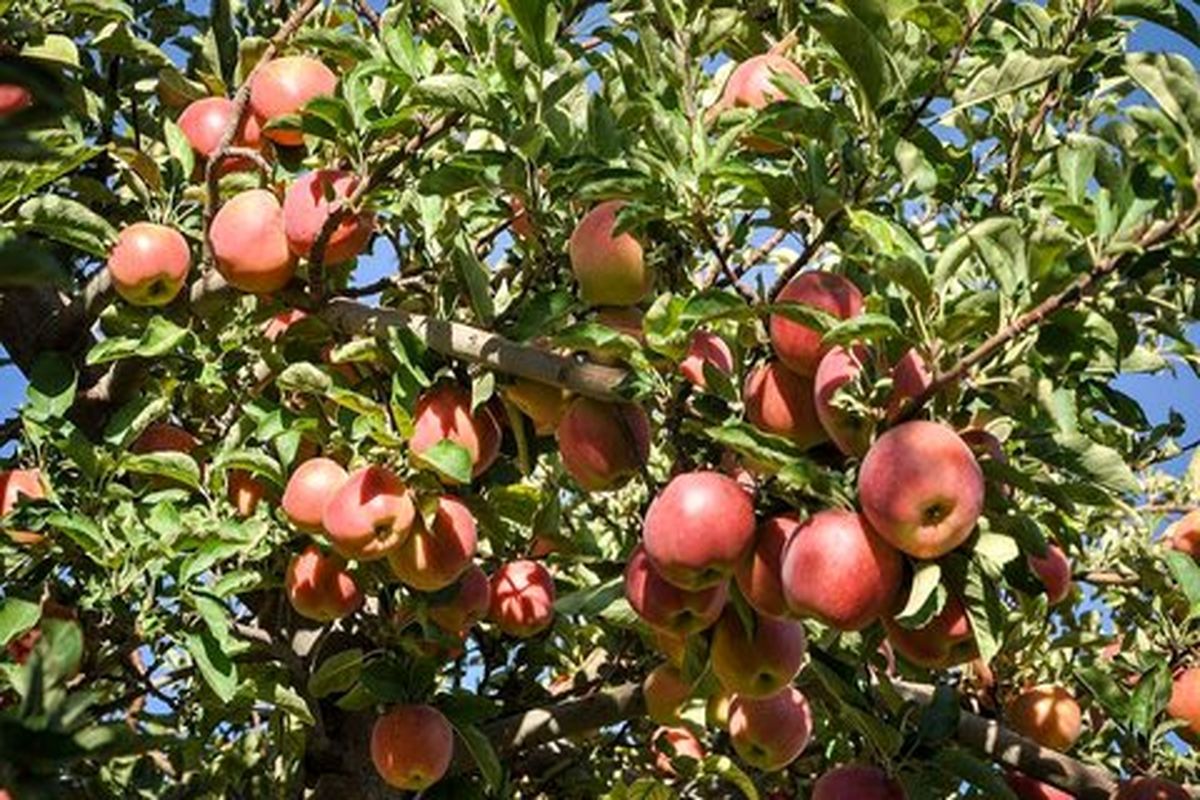 کاهش 50 درصدی برداشت سیب از باغات سمیرم