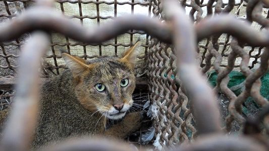 رهاسازی یک قلاده گربه جنگلی در مناطق جنگلی رشت 