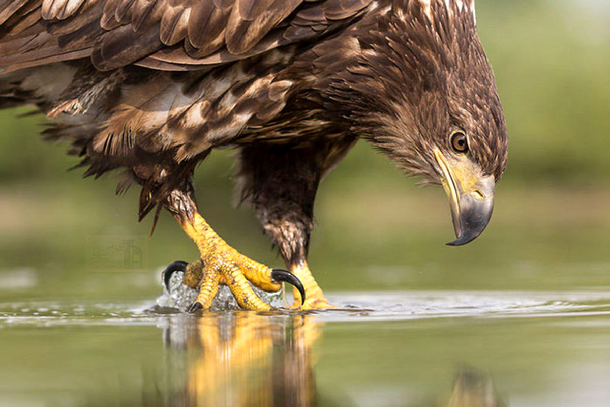 یک عقاب طلایی  در منطقه حفاظت شده قمصر وبرزک کاشان رهاسازی شد