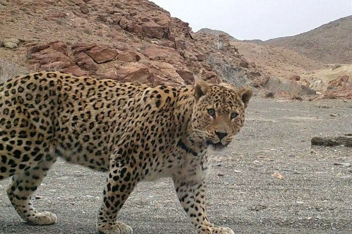 استتار ماهرانه پلنگ ایرانی