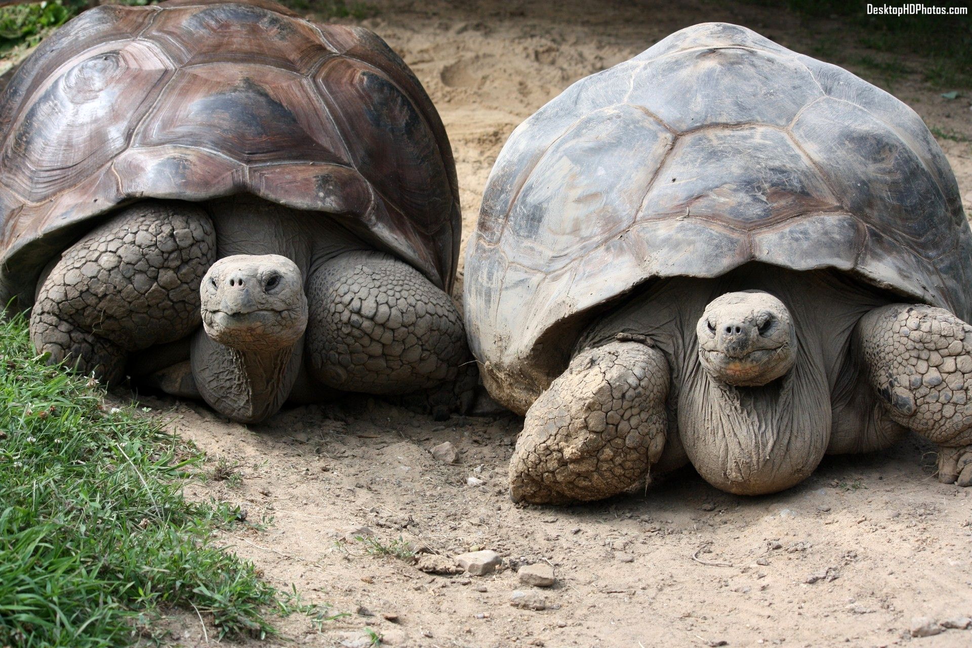 آیا معمای شکل‌گیری لاک لاک‌پشت ها را می دانید