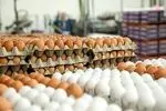مازندران پیشتاز تولید تخم مرغ و جوجه یک روزه در کشور
