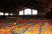تغییرات قیمت ارز  باعث گرانی موز شده است/تولید ۵ میلیون تن پرتقال