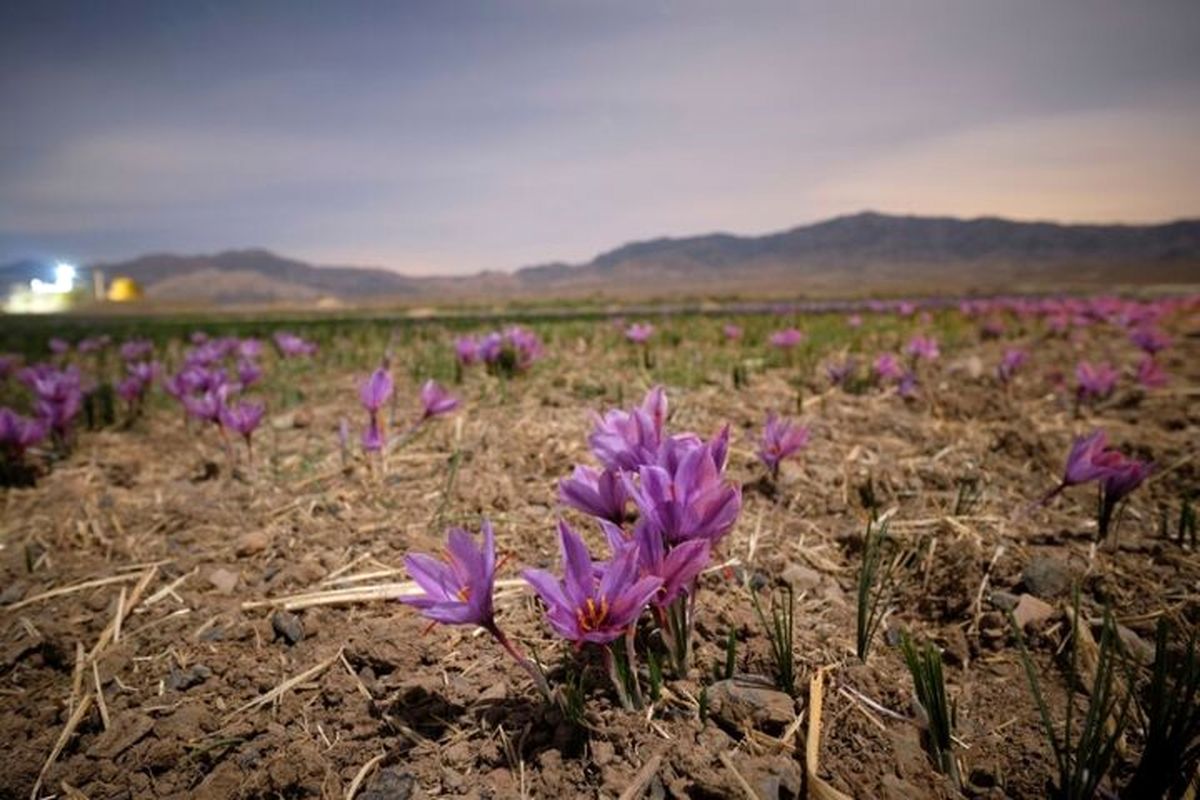 خطر بی آبی، تهدیدی برای ۴۵۰هکتار از مزارع زعفران گناباد 