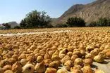 تدبیر ویژه برای توسعه صادرات غیرنفتی در فارس؛ تشکیل میز تخصصی صادرات انجیر  