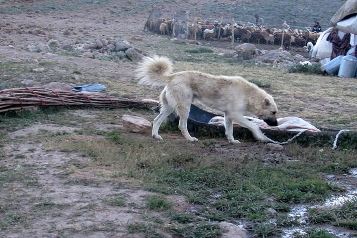 سگ گله مرگ پسر بچه ۹ ساله را رقم زد