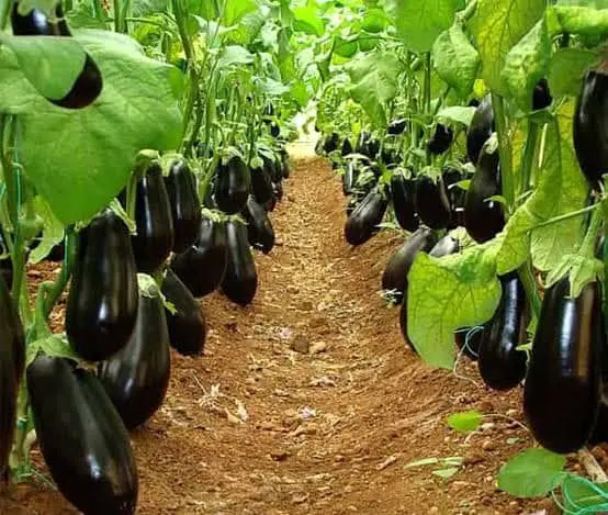 آغاز کشت بادمجان در  مزارع شهرستان بندرعباس