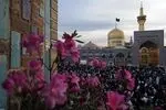 مولودی ولادت امام رضا علیه‌السلام با نوای سید مجید بنی‌فاطمه + صوت