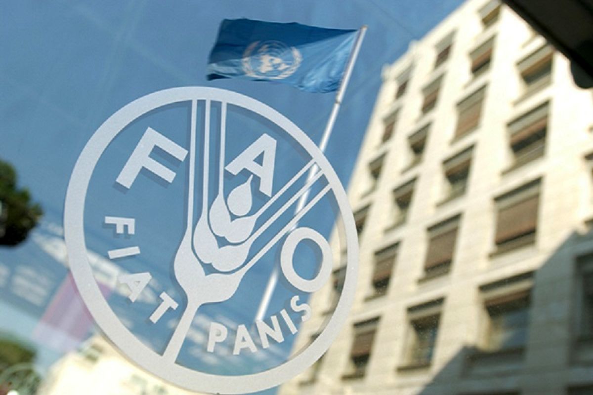 همکاری فائو با ایران برای افزایش تولید دانه‌های روغنی و رسیدن به خودکفایی
