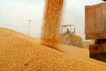 افزایش ۵ برابری برداشت و خرید گندم در نیشابور
