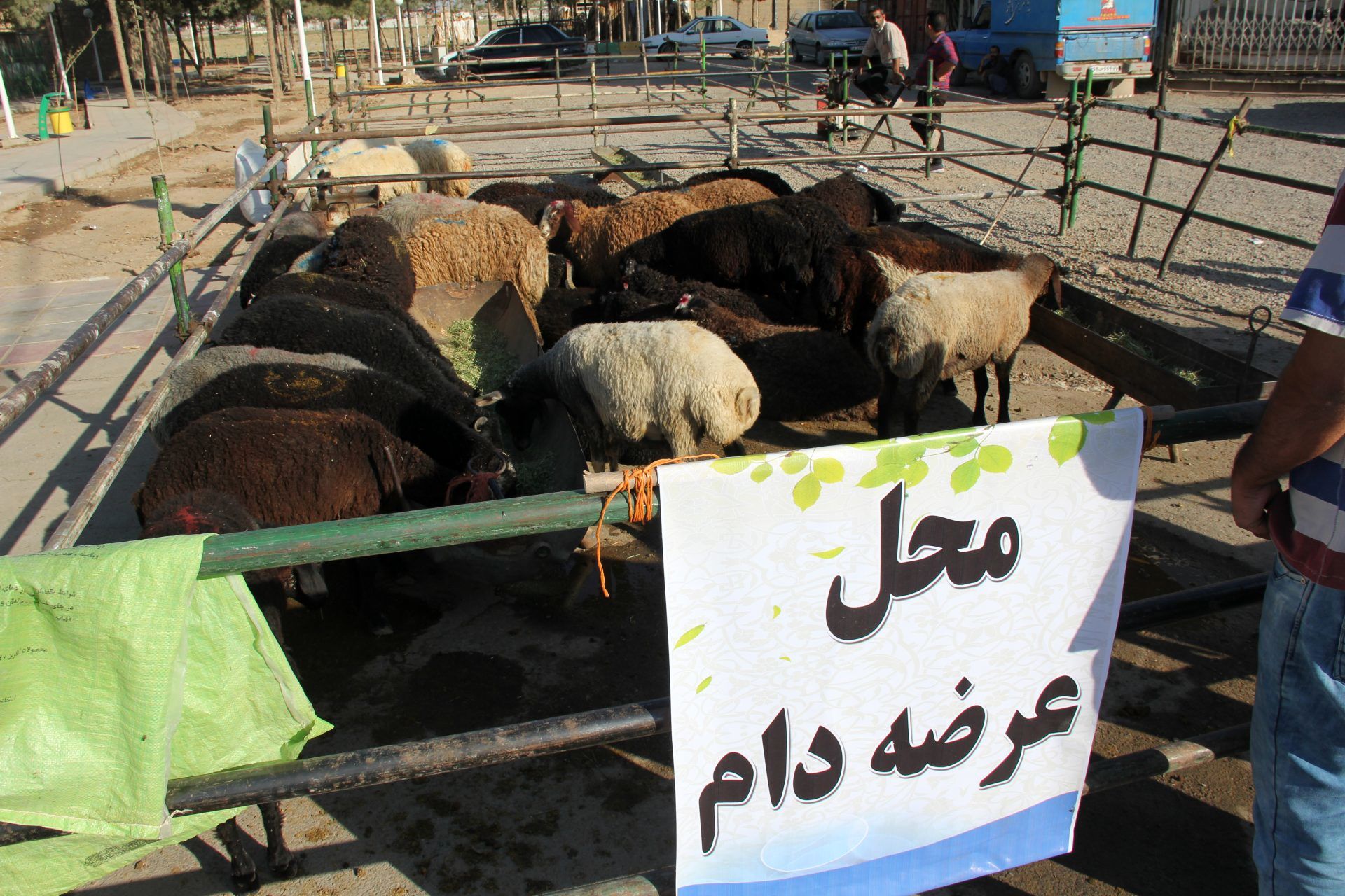 ۸ جایگاه عرضه دام زنده به مناسبت عید قربان استقرار یافت