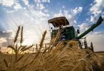 New estimate over Iran's Wheat production at this year declared