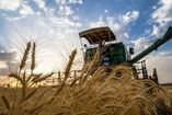 New estimate over Iran's Wheat production at this year declared