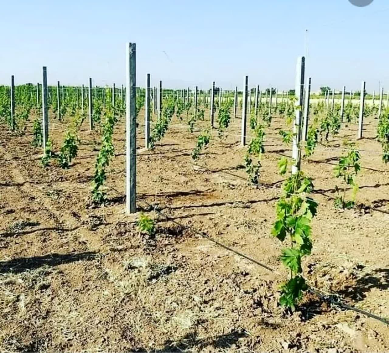 پرداخت ۳ میلیارد و ۶۵۰ میلیون ریال یارانه برای داربستی کردن انگور در شهرستان قزوین