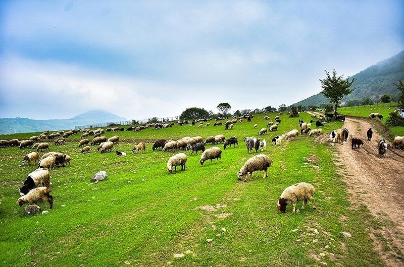 بهره گیری از منابع آبی در مراتع خلخال ساماندهی شد