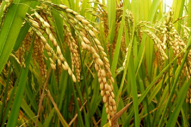 برنج در بازار بورس کالا معامله می شود