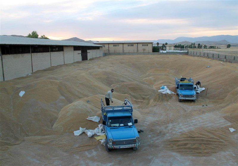 نظارت بر فرآیند خرید گندم در استان گلستان افزایش می‎یابد