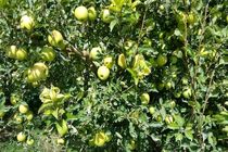 نوسانات نرخ ارز به سیب درختی هم رحم نکرد!/صادرات سیب دلیل افزایش قیمت بازار داخلی