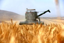 298 هزار هکتار گندم در سطح استان اردبیل کشت شده است