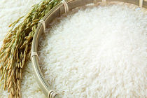 فروشگاه‌های زنجیره‌ای، خریدار برنج مازاد بر مصرف شالیکاران گیلانی