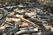 کشف 13 تن چوب قاچاق در خمینی شهر