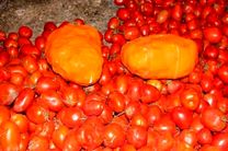 قاچاق 40 کیلو تریاک در پوشش بار گوجه فرنگی در اصفهان / 2 نفر متهم دستگیر شدند
