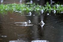 افزایش 30 درصدی بارش ها نسبت به میانگین بلند مدت در شهرضا
