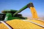 بارگیری ذرت خریداری‌شده از بخش خصوصی آغاز شد