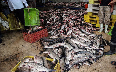 کشف 2 میلیاردی ماهی قاچاق 