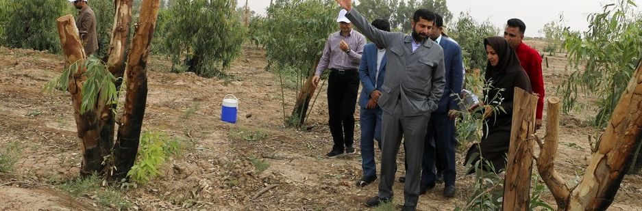 تولید چوب و کاشت درخت در زمین های بایر  زمینه اشتغال جدید برای خوزستان است