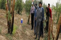 تولید چوب و کاشت درخت در زمین های بایر  زمینه اشتغال جدید برای خوزستان است