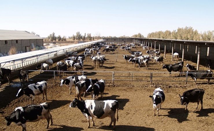 دامداران بدلیل کاهش نزولات آسمانی، سال بسیار سختی خواهند داشت