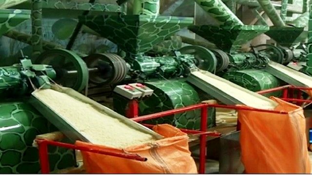 تولید ۵ هزار تُن شلتوک و ۲۵۰۰تُن برنج سفید در شهرستان درگز