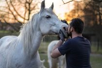 آمریکایی‌ها داروی اسب‌ها را‌ رها نمی‌کنند