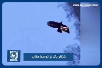 شکار یک بز توسط عقاب