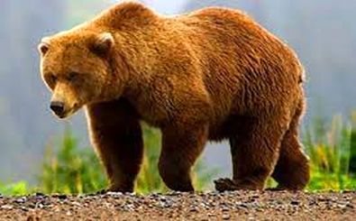 "کارشناسان، کارکنان، آتش نشانان خرس قهوه ای گرفتار شده در شمیرانات را نجات دادند"