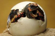  تخم‌گذاری لاک‌پشت پوزه عقابی آغاز شد