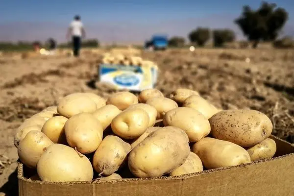 واردات سیب زمینی تا اردیبهشت ماه ادامه خواهد داشت