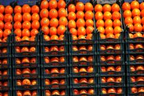 بیش از ۸۰۰ تن انواع سیب و پرتقال در یزد برای نوروز ذخیره شده است