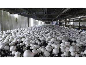 سالانه 1000 تن قارچ دکمه ای در بابل تولید می شود