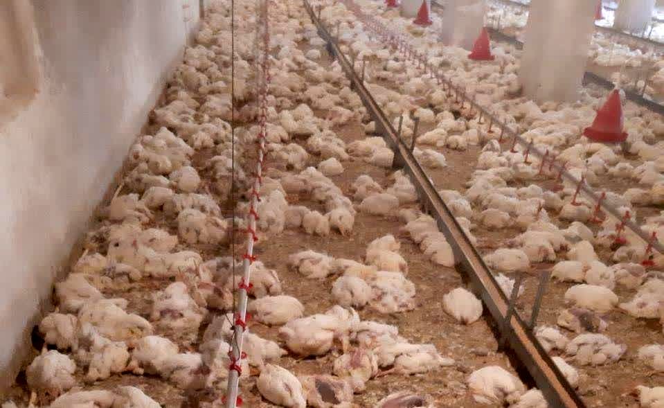 قطعی برق در بردسکن، باعث تلف شدن ۴ هزار مرغ گوشتی شد