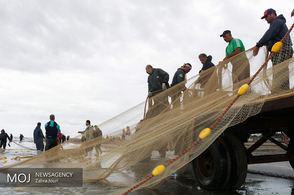 صید 1650 تن ماهی از دریای مازندران