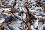 کشف یک محموله غیر مجاز ماهی تالابی در یک انبار غیر مجاز فروش ماهی به تعداد ۲۴۰ قطعه در شادگان