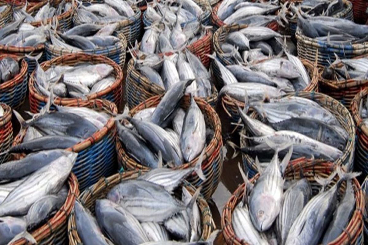 ۱۱  هزار تن ماهی در سال ۱۴۰۲ در کردستان تولید شد